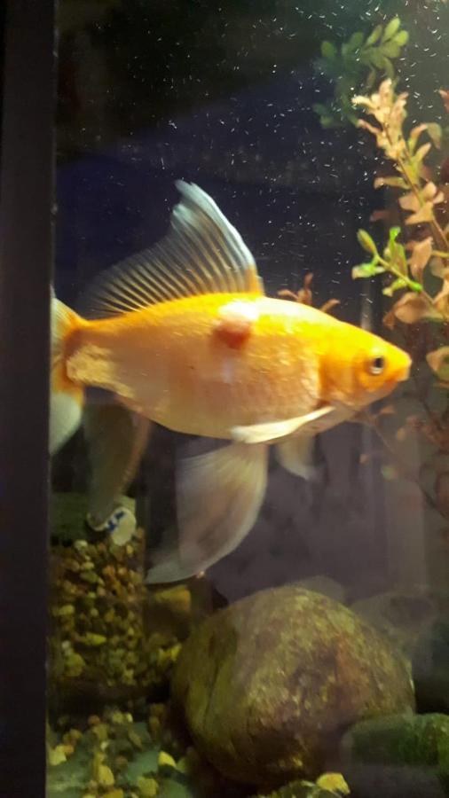 Appartamento Aquarium Tbilisi Esterno foto